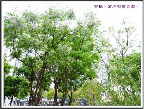 2013苦楝~萬坪都會公園%26;台大校園27.jpg