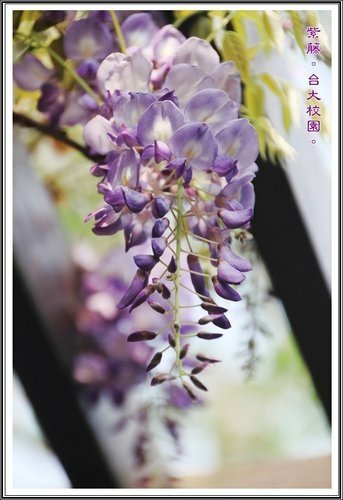 2013紫藤03.jpg