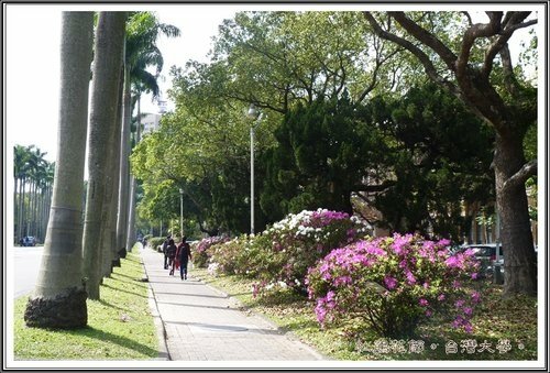 台灣大學杜鵑花節(一)17.jpg