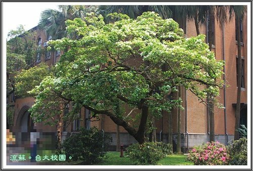 2013流蘇04.jpg