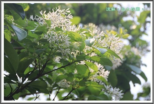 2013流蘇06.jpg