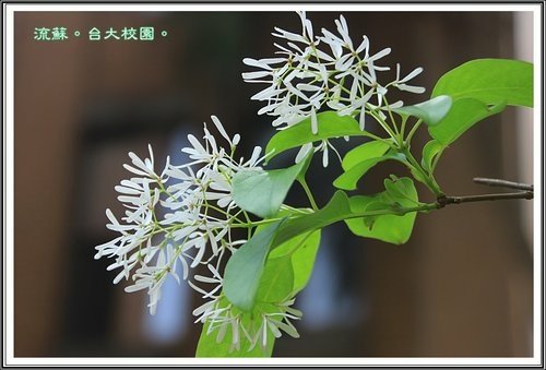 2013流蘇05.jpg