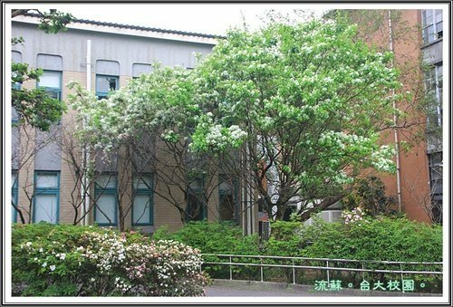 2013流蘇14.jpg