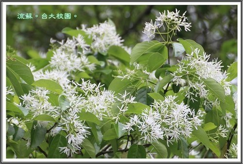 2013流蘇17.jpg