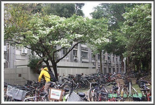 2013流蘇20.jpg