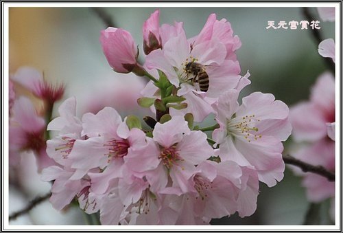 天元宮賞花(一)06.jpg