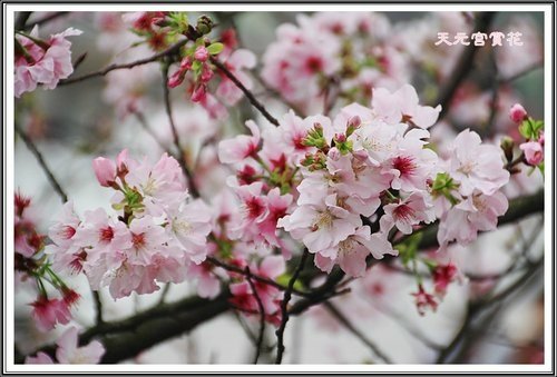 天元宮賞花(一)03.jpg