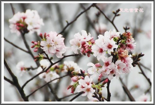 天元宮賞花(一)02.jpg