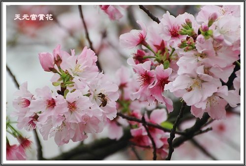 天元宮賞花(一)05.jpg