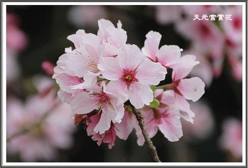 天元宮賞花(一)11.jpg