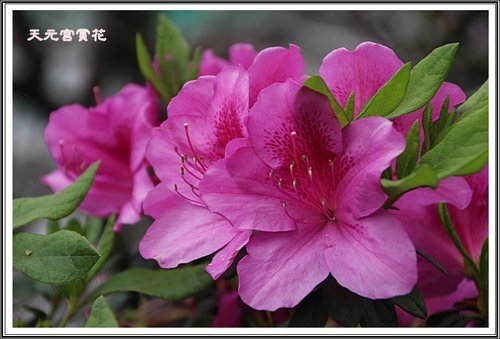 天元宮賞花(一)08.jpg
