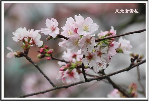 天元宮賞花(一)09.jpg