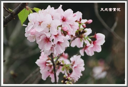 天元宮賞花(一)14.jpg