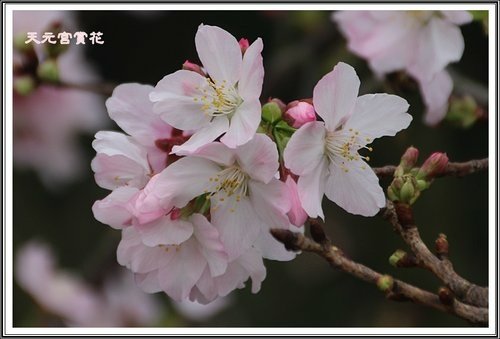 天元宮賞花(一)13.jpg