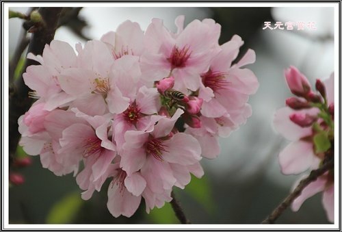 天元宮賞花(一)12.jpg