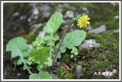 天元宮賞花(一)15.jpg