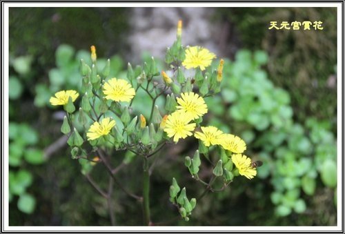 天元宮賞花(一)16.jpg