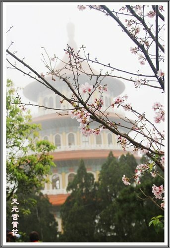 天元宮賞花(一)17.jpg