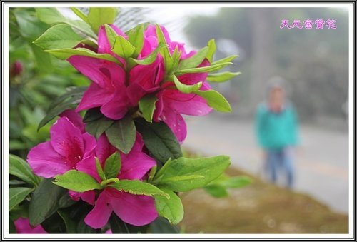 天元宮賞花(一)19.jpg