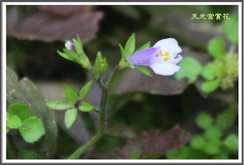 天元宮賞花(一)20.jpg