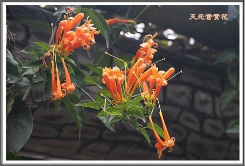 天元宮賞花(一)21.jpg