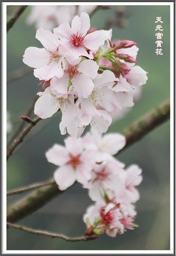 天元宮賞花(一)24.jpg