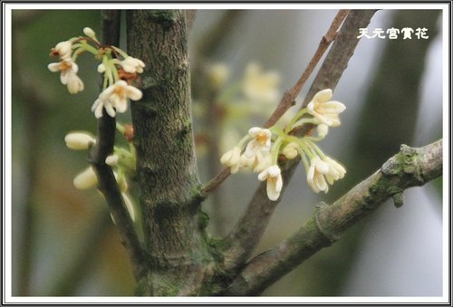 天元宮賞花(一)28.jpg