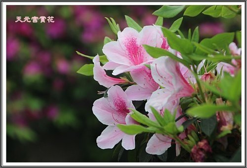天元宮賞花(一)27.jpg