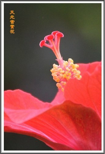 天元宮賞花(一)29.jpg