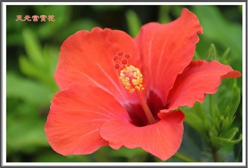 天元宮賞花(一)32.jpg