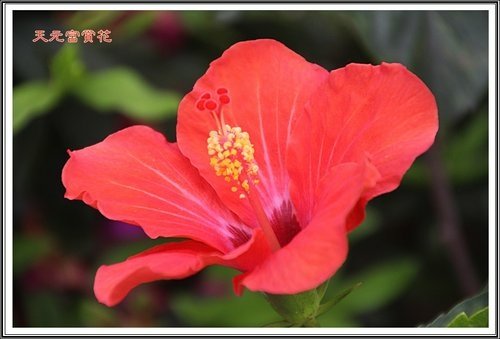 天元宮賞花(一)31.jpg