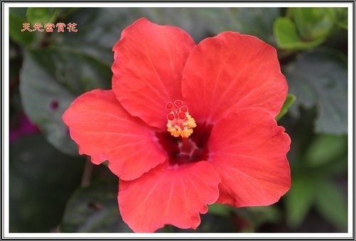 天元宮賞花(一)33.jpg