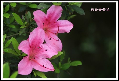 天元宮賞花(一)35.jpg