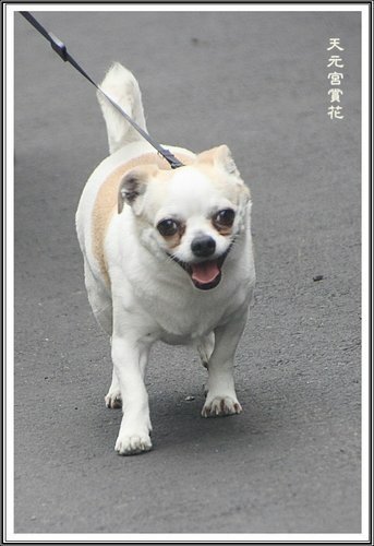 天元宮賞花(一)36.jpg