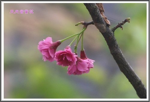 天元宮賞花(一)40.jpg