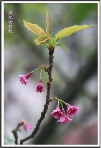 天元宮賞花(一)39.jpg