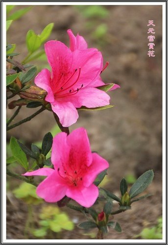 天元宮賞花(一)44.jpg