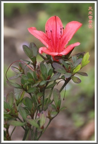 天元宮賞花(一)43.jpg