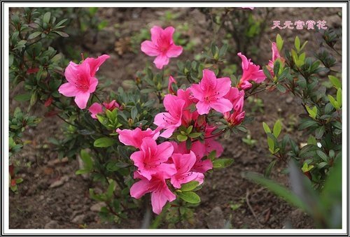 天元宮賞花(一)45.jpg