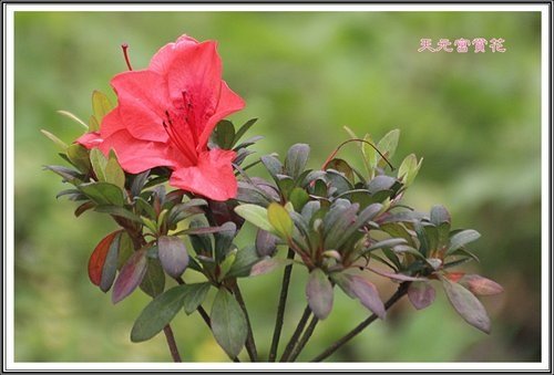 天元宮賞花(一)46.jpg