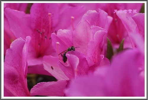 天元宮賞花(一)50.jpg
