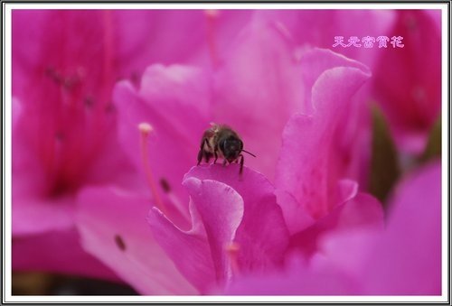 天元宮賞花(一)52.jpg