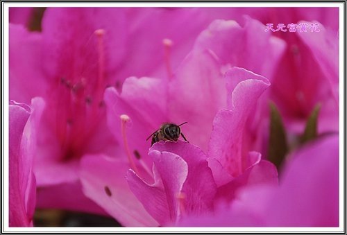 天元宮賞花(一)51.jpg
