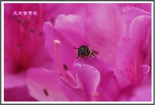 天元宮賞花(一)54.jpg