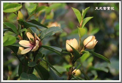 天元宮賞花(二)05.jpg