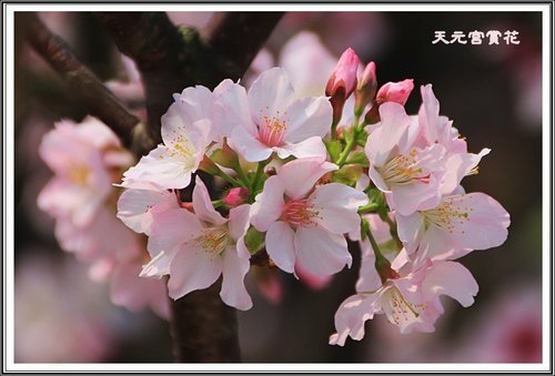 天元宮賞花(二)04.jpg
