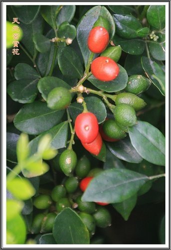 天元宮賞花(二)14.jpg