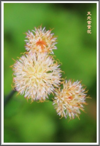 天元宮賞花(二)15.jpg