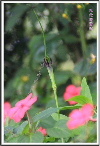 天元宮賞花(二)16.jpg