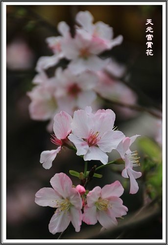 天元宮賞花(二)19.jpg